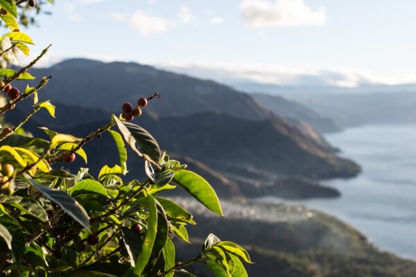 le nostre piante di caffè dal Guatemala